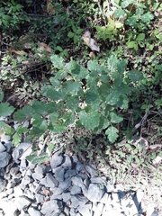 Toxicodendron diversilobum