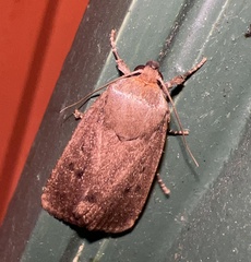 Amphipyra tragopoginis