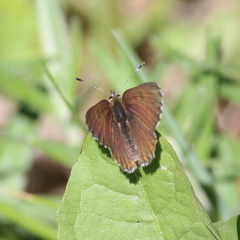Tharsalea mariposa
