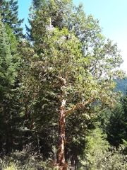 Arbutus menziesii