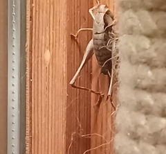 Pholidoptera griseoaptera