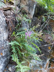 Oxytropis longirostra
