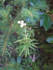 Anaphalis margaritacea