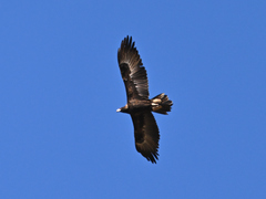 Aquila audax