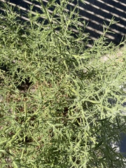 Dittrichia graveolens