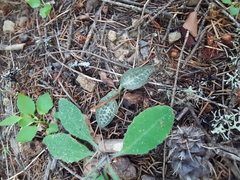 Goodyera oblongifolia