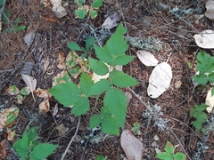Rubus ursinus
