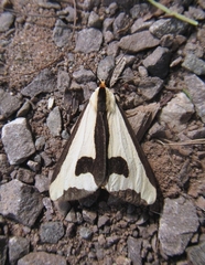Haploa clymene