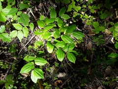 Prosartes hookeri