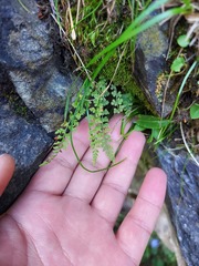 Polypodiopsida