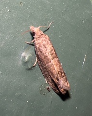 Tortricoidea