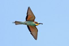Merops apiaster