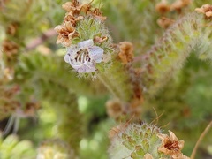 Phacelia