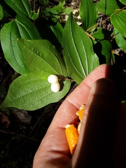 Prosartes hookeri
