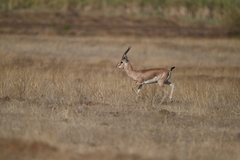 Gazella bennettii