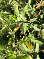 Sida rhombifolia