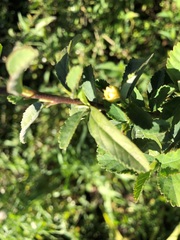 Sida rhombifolia