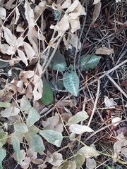Goodyera oblongifolia