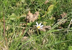 Romulea flava