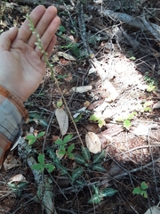 Goodyera oblongifolia