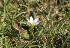 Romulea flava
