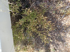 Phacelia