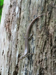 Concinnia tenuis