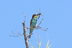 Merops apiaster