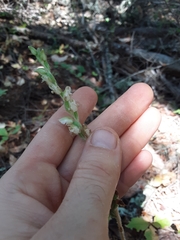 Goodyera oblongifolia