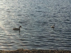 Podiceps cristatus australis