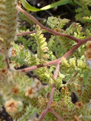 Phacelia