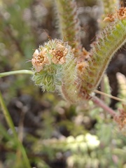 Phacelia