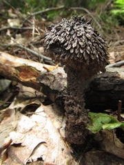 Strobilomyces strobilaceus