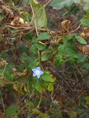 Ipomoea nil