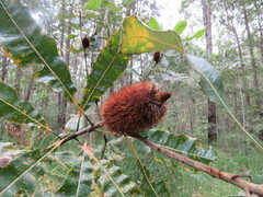 Banksia robur