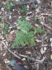 Pteridium aquilinum pubescens