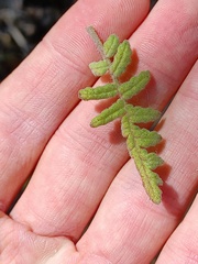 Phacelia