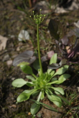 Androsace filiformis