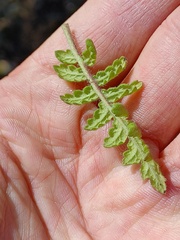 Phacelia