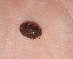 Pachycorinae