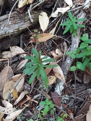Chimaphila umbellata