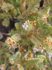 Phacelia