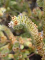 Phacelia