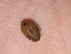 Pachycorinae
