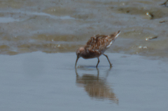 Calidris ferruginea