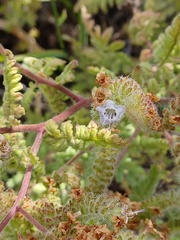 Phacelia