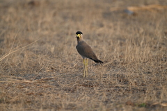 Vanellus malabaricus