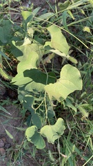 Aristolochia clematitis