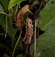 Cyrtacanthacris tatarica