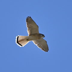 Falco cenchroides